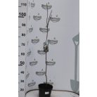 Nagyvirágú liliomfa Magnolia soulangeana Alexandrina 19 cm cserép