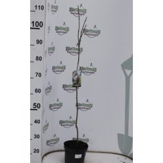   Nagyvirágú liliomfa Magnolia soulangeana Alexandrina 19 cm cserép