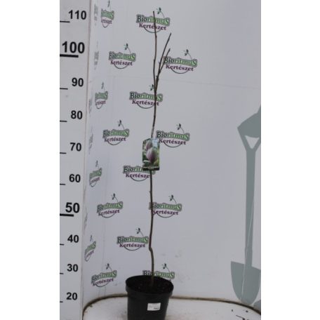 Nagyvirágú liliomfa Magnolia soulangeana Alexandrina 19 cm cserép