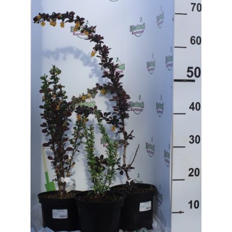 Borbolya mix Berberis mix 17 cm cserépben