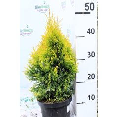   Sárga színű smaragtuja Thuja occidentalis Golden Smaragd 17cm