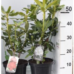 Rhododendron mix 19 cm cserép