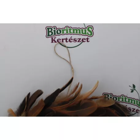 Koszorú toll 30cm multi