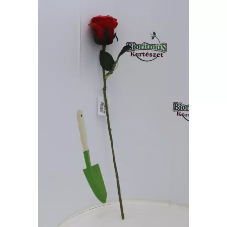 Selyemvirág rózsa szálas 50 cm pink