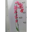 Selyemvirág Barackvirág füzér műanyag 110cm sötét rózsaszín