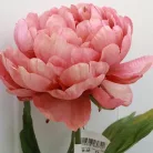 Selyemvirág Peonia barack