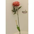 Selyemvirág Peonia barack