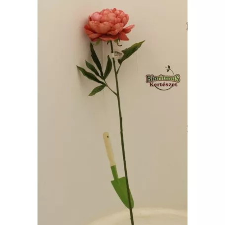 Selyemvirág Peonia barack