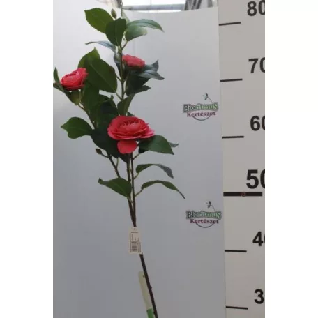 Selyemvirág Camelia 93cm pink