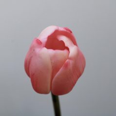 Selyemvirág tulipán 47cm  rózsaszín