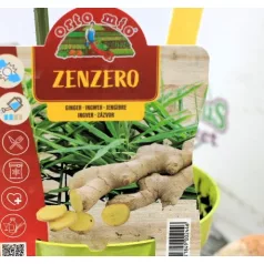 Fűszernövény Gyömbér 14 cm-es cserép