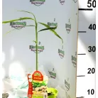 Fűszernövény Gyömbér 14 cm-es cserép