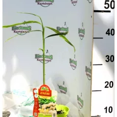 Fűszernövény Gyömbér 14 cm-es cserép