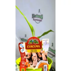 Fűszernövény Kurkuma 14 cm-es cserép