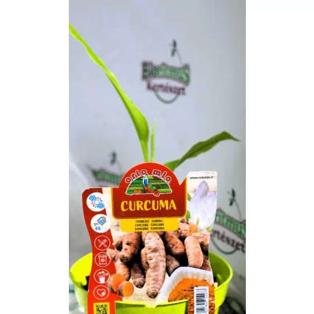 Fűszernövény Kurkuma 14 cm-es cserép