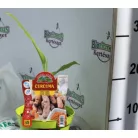 Fűszernövény Kurkuma 14 cm-es cserép
