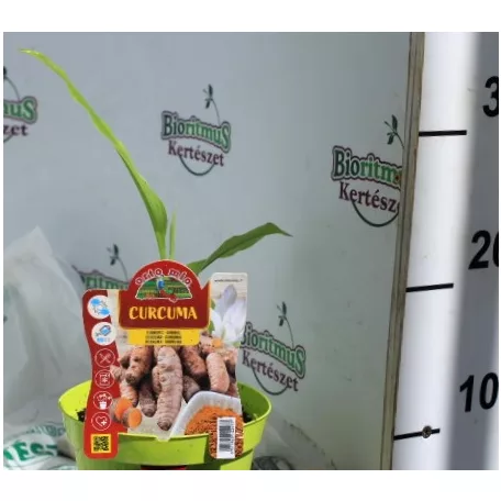 Fűszernövény Kurkuma 14 cm-es cserép