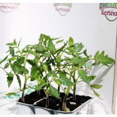 Paradicsom kerek Honey Moon F1 palánta 6 db-os tápkockás