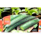 Uborka hollandi hosszú palánta 4 db-os tápkockás