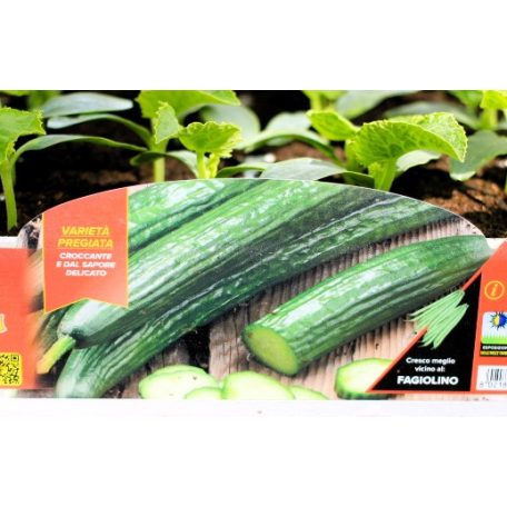 Uborka hollandi hosszú palánta 4 db-os tápkockás