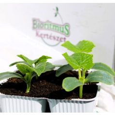 Uborka hollandi hosszú palánta 4 db-os tápkockás