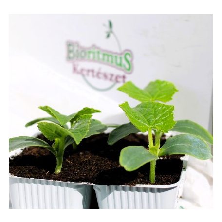 Uborka hollandi hosszú palánta 4 db-os tápkockás