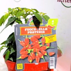 Chili paprika HOT Fuoco della prateria prateria