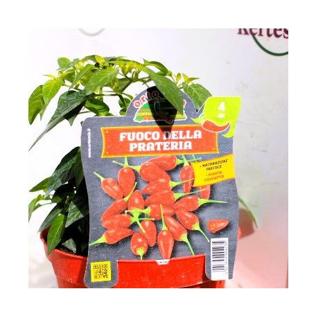 Chili paprika HOT Fuoco della prateria prateria