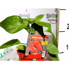 Chili paprika SUPER HOT Naga Morich piros