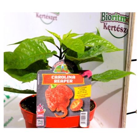 Chili paprika EXTREME HOT Carolina Reaper