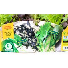   Ázsia Mix (saláták metélésre) palánta 12 db-os tápkockás