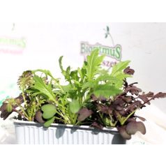   Ázsia Mix (saláták metélésre) palánta 12 db-os tápkockás