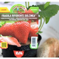 Folytontermő eper Dulcinea  10 cm-es cse