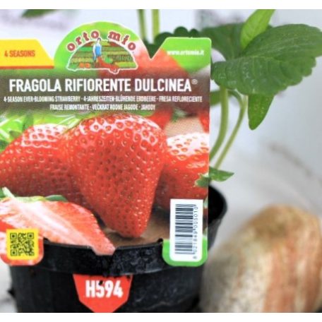 Folytontermő eper Dulcinea  10 cm-es cse