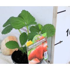 Folytontermő eper Dulcinea  10 cm-es cse