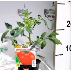 Paradicsom palánta Saraceno 10 cm cserépben