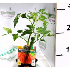 Ökörszív paradicsom Araldino palánta 10