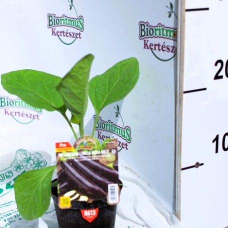 Padlizsán hosszú fekete Nile F1 palánta