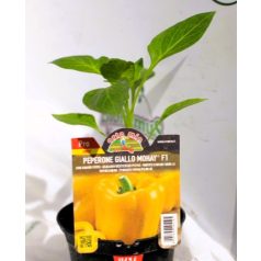 Paprika sárga Mohay F1 palánta 10 cm cserépben