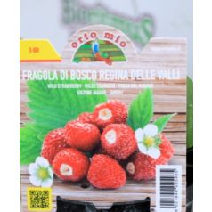 Folytontermő eper di Bosco var. Regina delle Valli 10