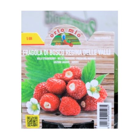 Folytontermő eper di Bosco var. Regina delle Valli 10