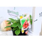 Folytontermő eper di Bosco var. Regina delle Valli 10