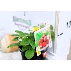 Folytontermő eper di Bosco var. Regina delle Valli 10