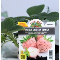 Eper Unifera fehér 10 cm-es cserép