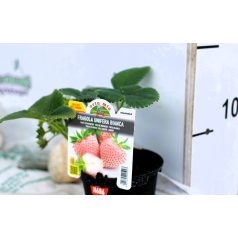 Eper Unifera fehér 10 cm-es cserép