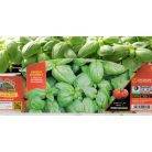 Bazsalikom klasszikus olasz Chiara palánta 6 db-os tápkockás