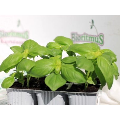 Bazsalikom klasszikus olasz Chiara palánta 6 db-os tápkockás