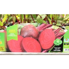 Cékla Libero F1 palánta 9 db-os tápkockás