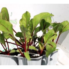 Cékla Libero F1 palánta 9 db-os tápkockás