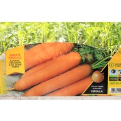 Répa Nantese Allyance F1 palánta 12 db-os tápkockás